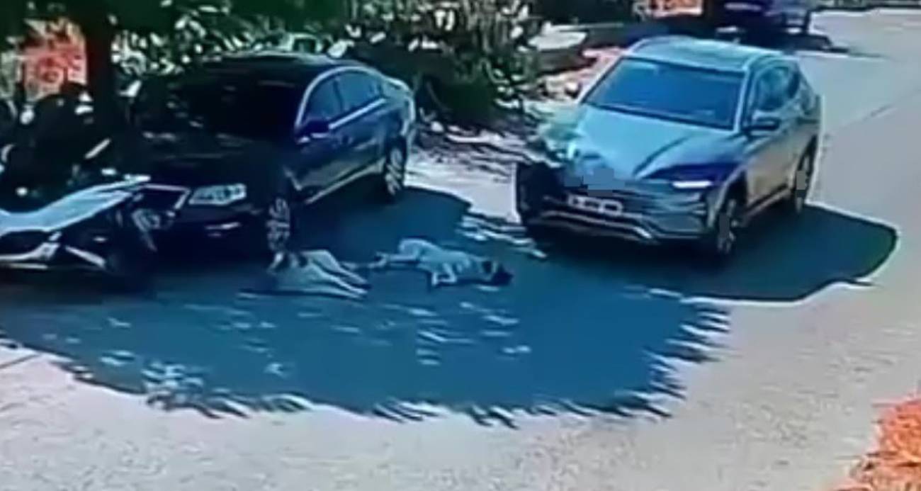Otomobiliyle köpeklerin üzerinden geçti
