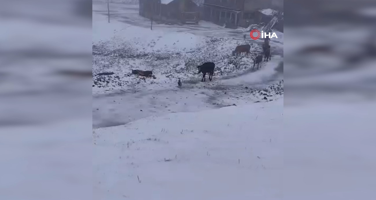 Rize’nin yaylalarına Eylül’de kış geldi, 3 bin 100 metre yükseklikte bulunan Tahpur Yaylası beyaza büründü