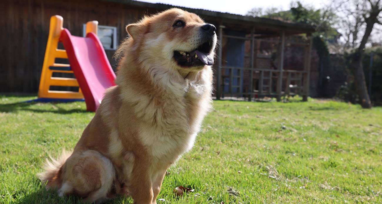 Almanya’da köpek sahiplerine vergi yükü: Yıllık ücret bin 660 euroya kadar çıkıyor