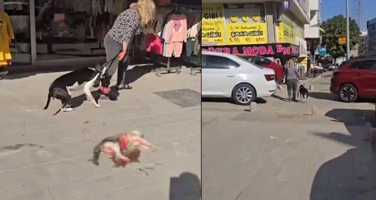 Esenyurt’ta Pitbull sokak kedisini parçaladı, vatandaş tepki gösterdi