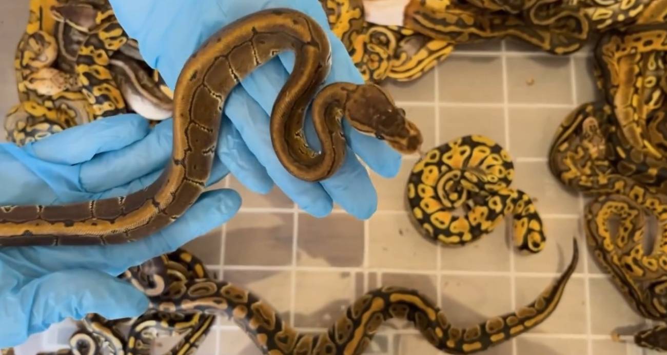 Kapıkule’de Türkiye’ye kaçırılmak istenen 67 canlı piton ele geçirildi