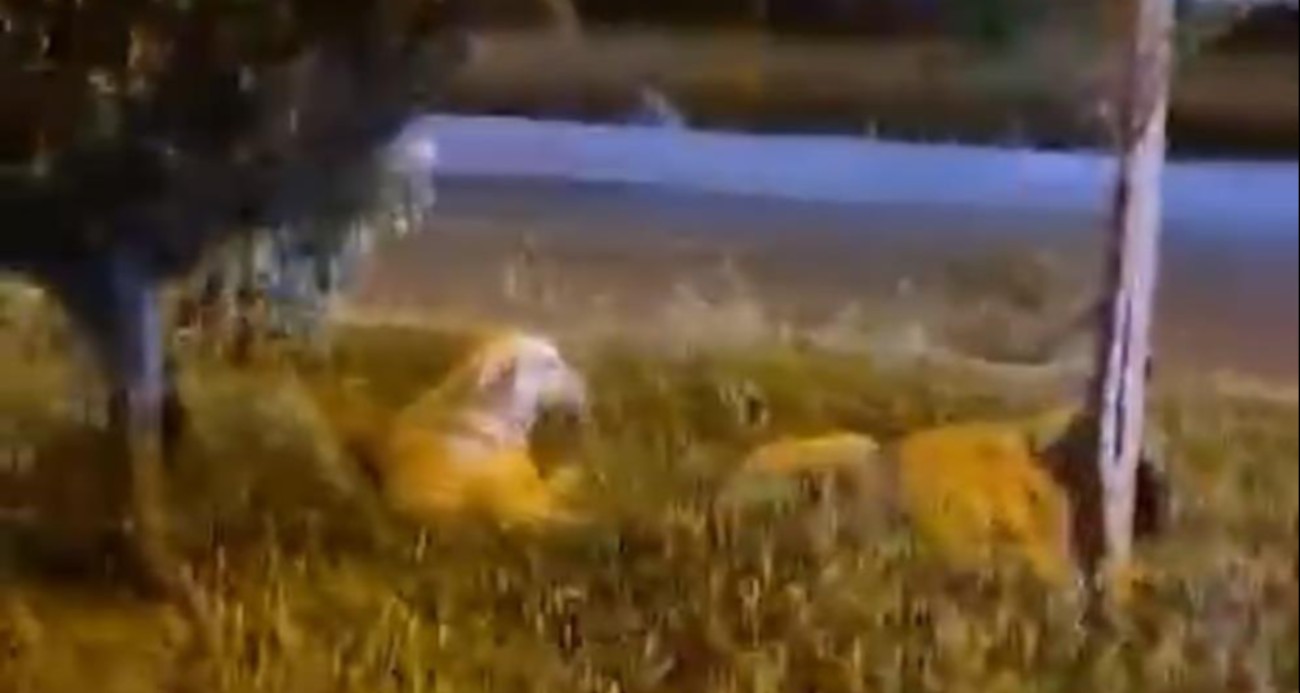 “Köpekler saldırmıyor” deyip video çekerken derken köpeklerin saldırısına uğradı