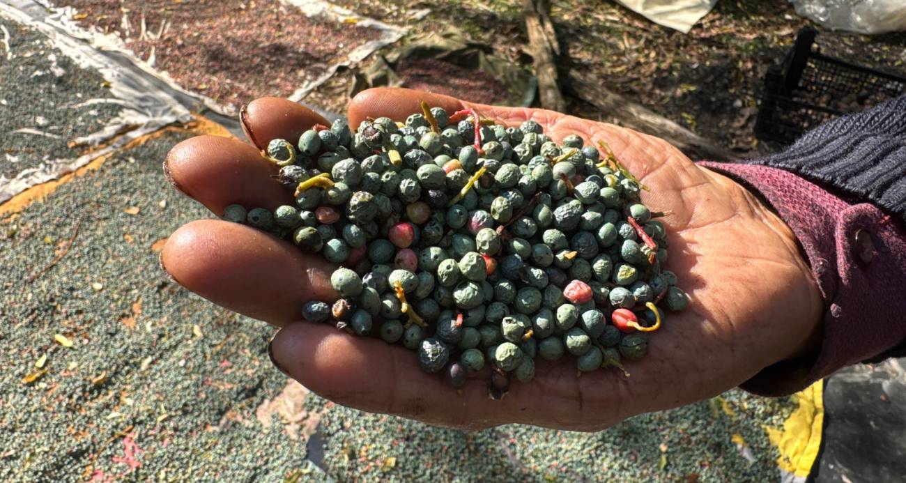 Meyvesi 300, yağı bin 200 liradan satılıyor; posası bile değerlendiriliyor