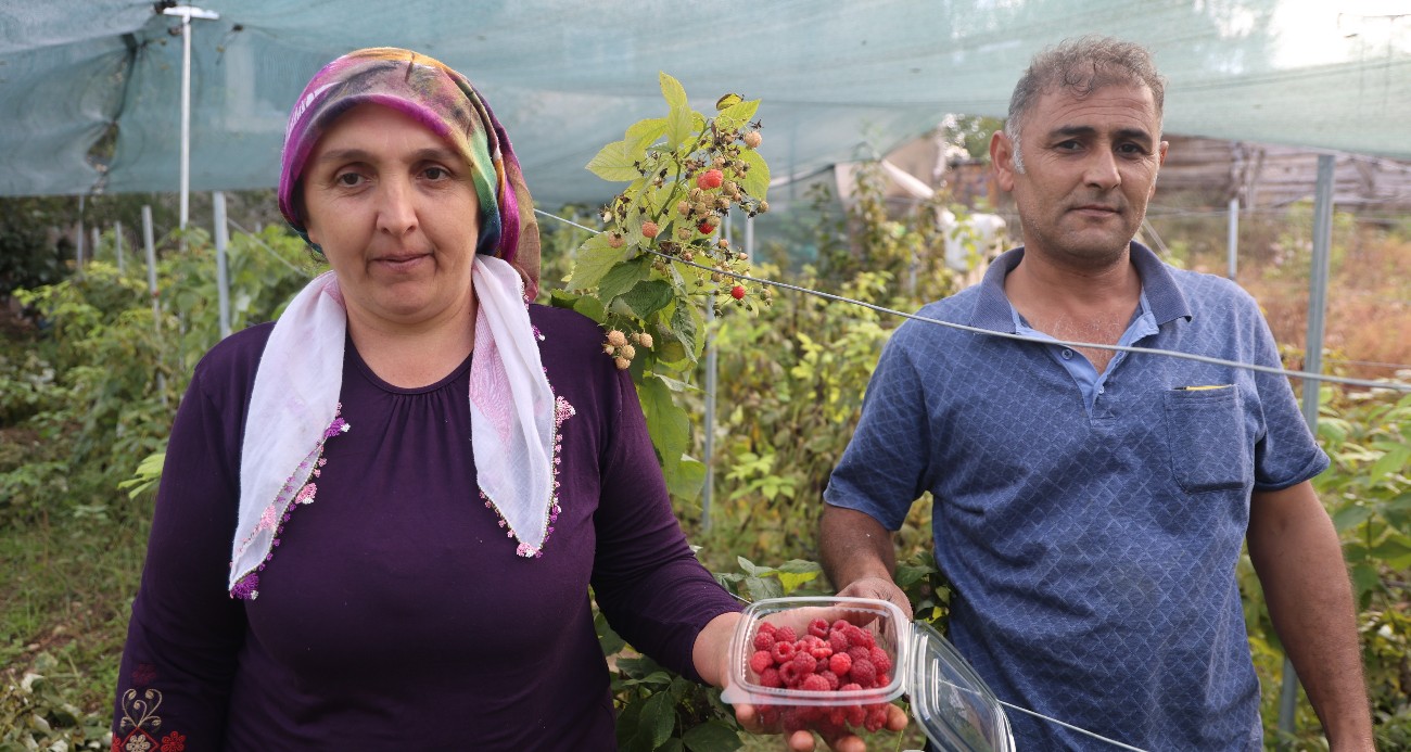 Saimbeyli’de ilk kez yetiştirdi, kilosunu 500 liradan satıyor