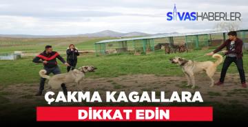 Çakma Kangal Irklarına Dikkat Edin