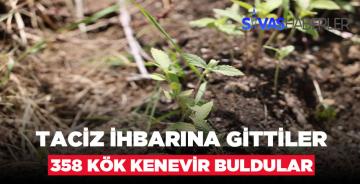 Taciz İhbarı Sandılar, Hint Keneviri Buldular